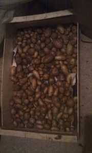 Un cagot de pommes de terre (on a même pas pesé de peur d'être despéré ;) )