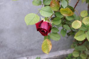 Les roses d'ouvrent