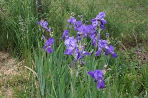 Les iris sont magnifiques !