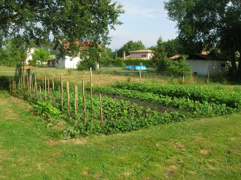... haricots (verts, jaunes, blancs), tomates, courgettes, comcombres (merci Idriss et Marie-Thé !), aubergine, artichaut